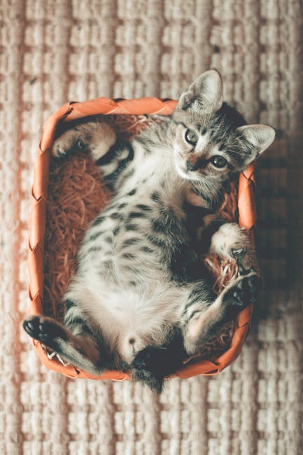 A cute tabby kitten lies comfortably in a woven basket, displaying charm.